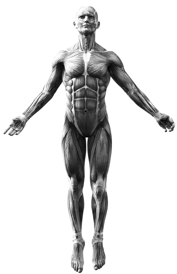 Male muscle anatomy 3D model